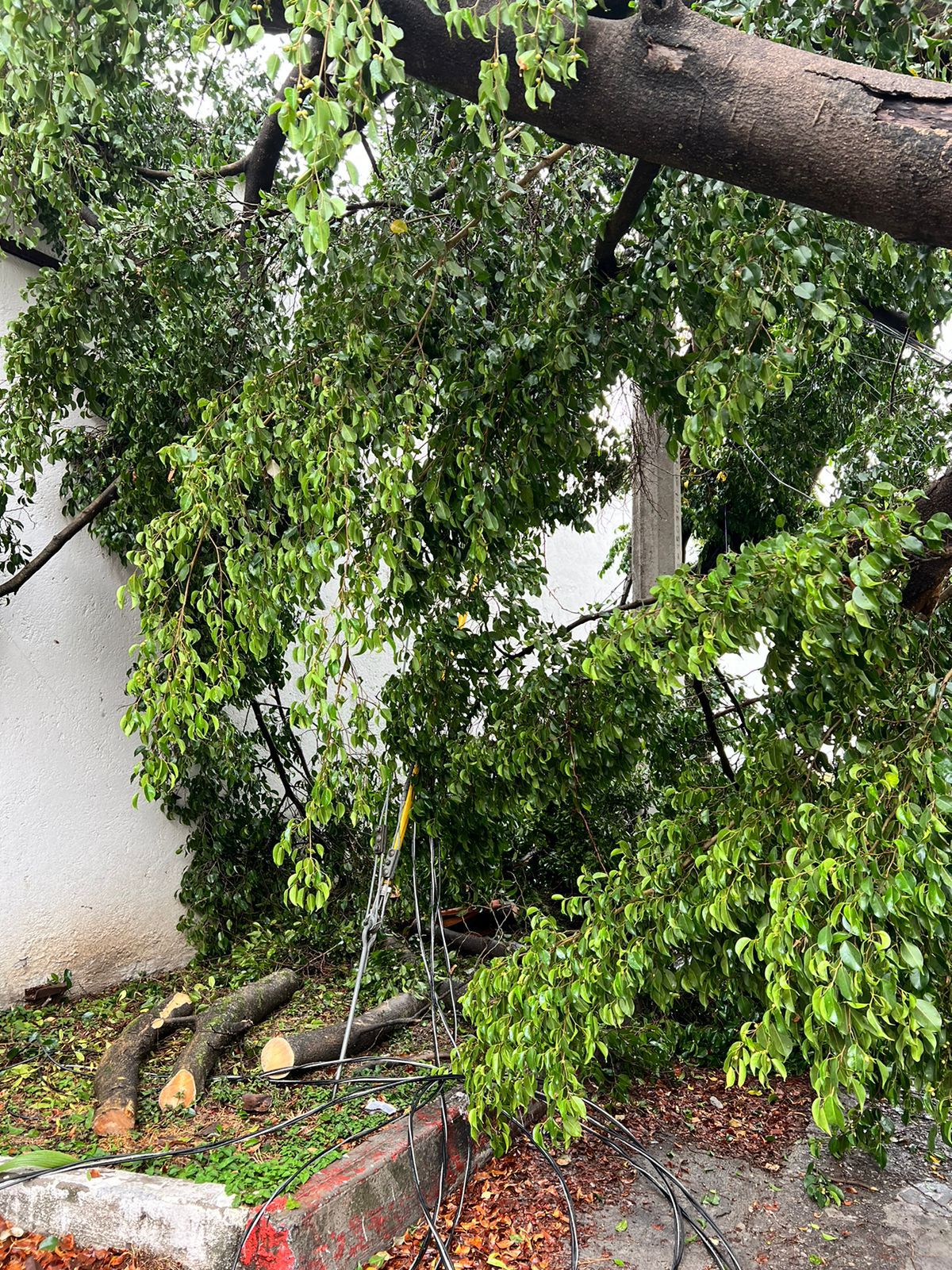 Atiende Protección Civil de Temixco caída de árboles por lluvias recientes 4 1000314051