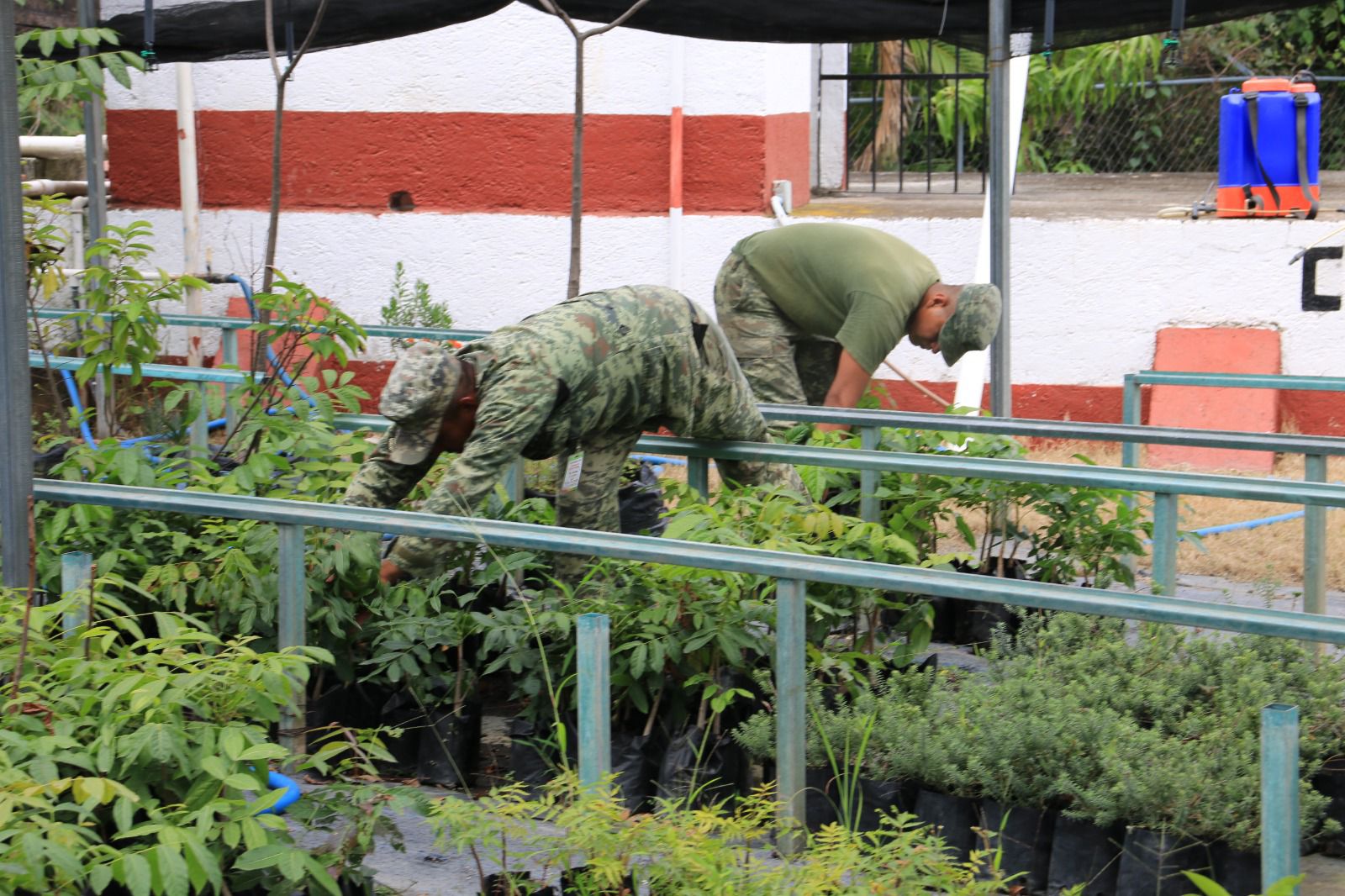 Autoridades de Temixco y Sedena unen esfuerzos para reforestar 4 1000366192
