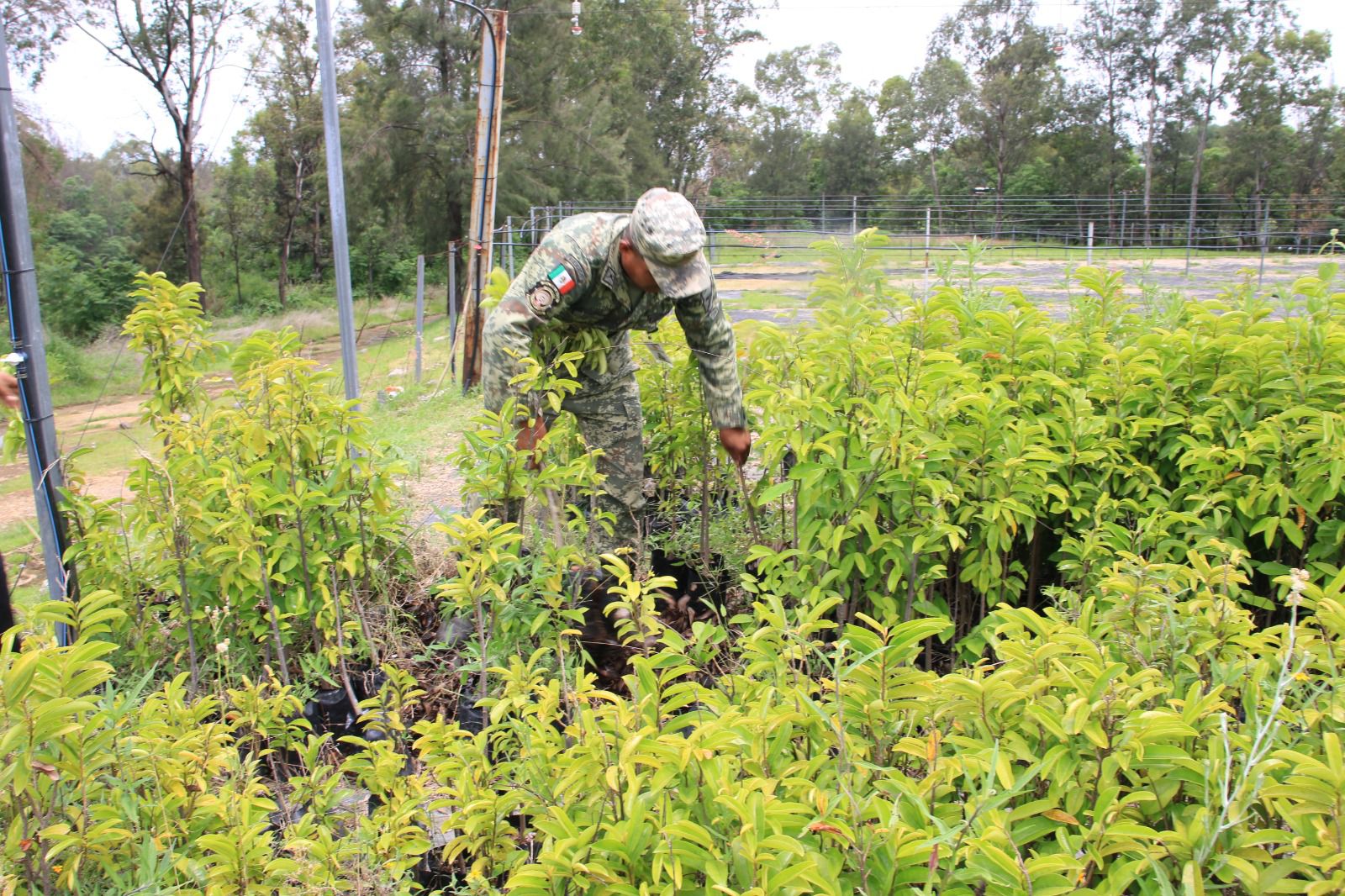 Autoridades de Temixco y Sedena unen esfuerzos para reforestar 1 1000366195