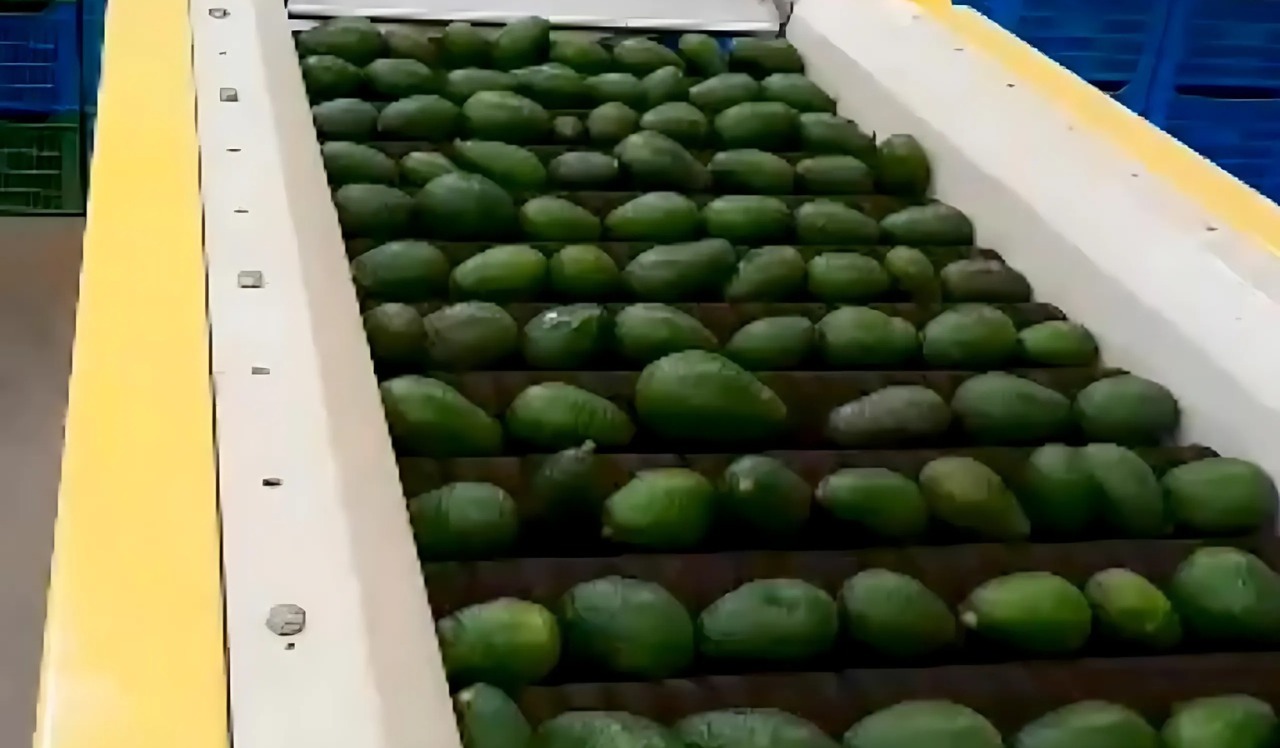 Impulsa SDEyT competitividad de productos de aguacate de Buenavista del Monte a través de la vinculación directa con compradores 2 1000588482