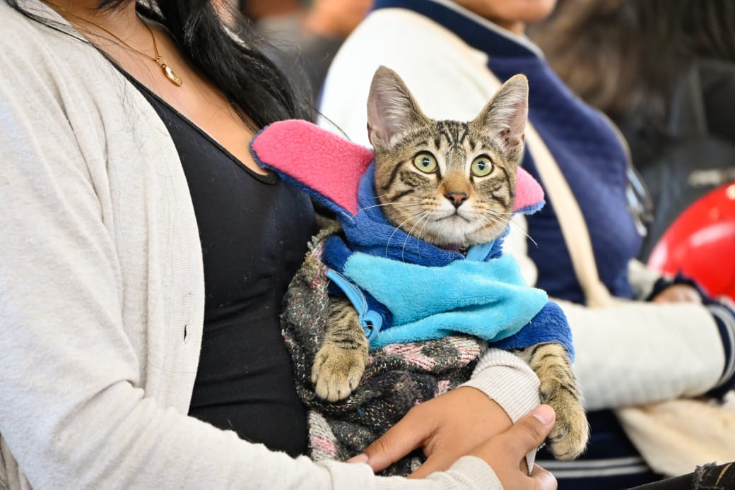 Inicia gobierno de Margarita González Saravia Registro Único de Mascotas 12 1000592286