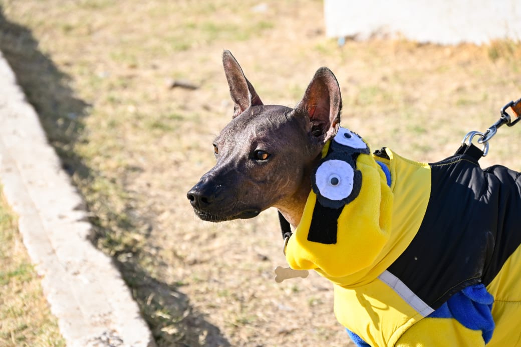 Inicia gobierno de Margarita González Saravia Registro Único de Mascotas 15 1000592297