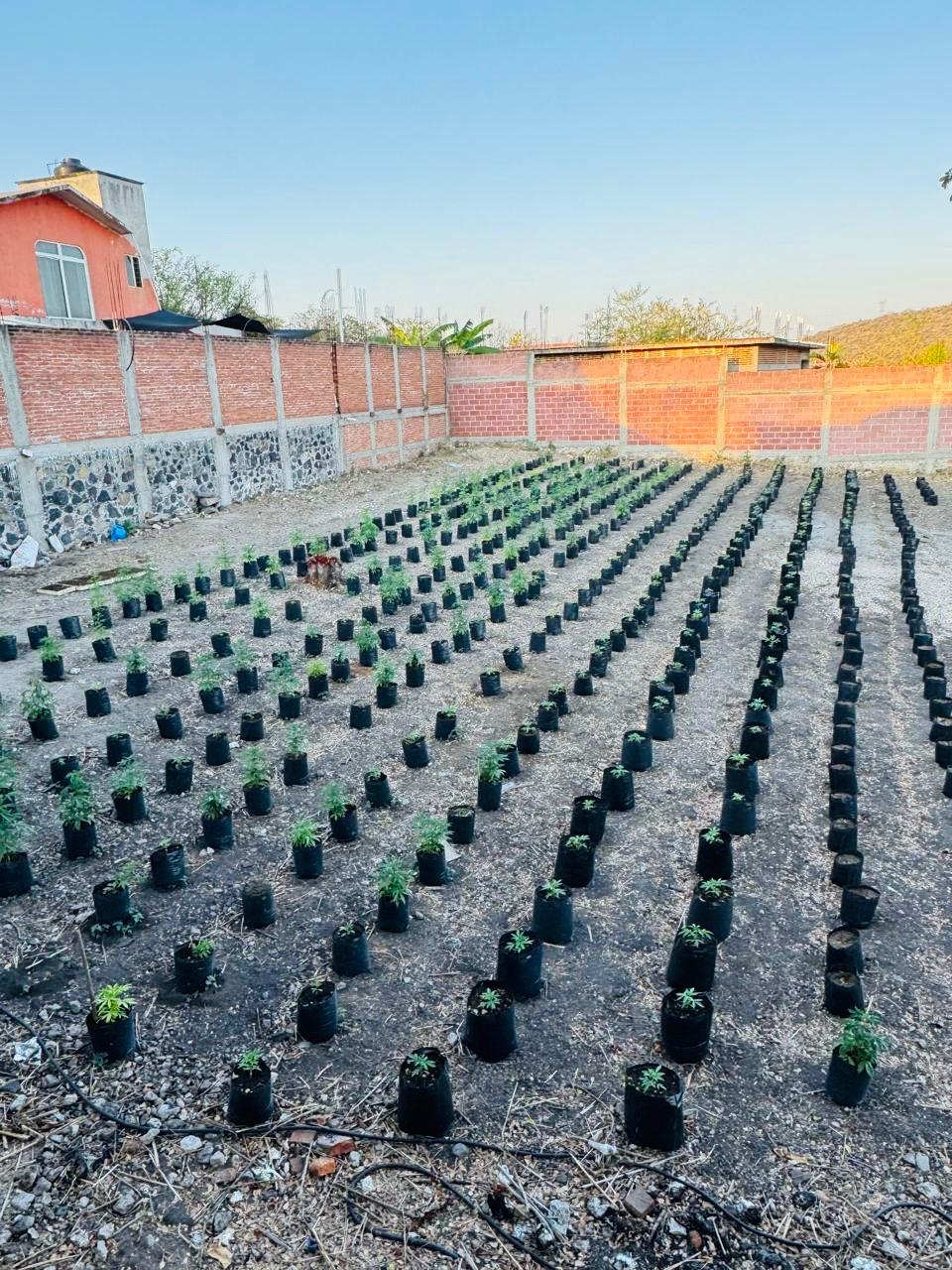 Desmantelan invernadero con más de 400 plantas de marihuana en Ayala 1 1000648046