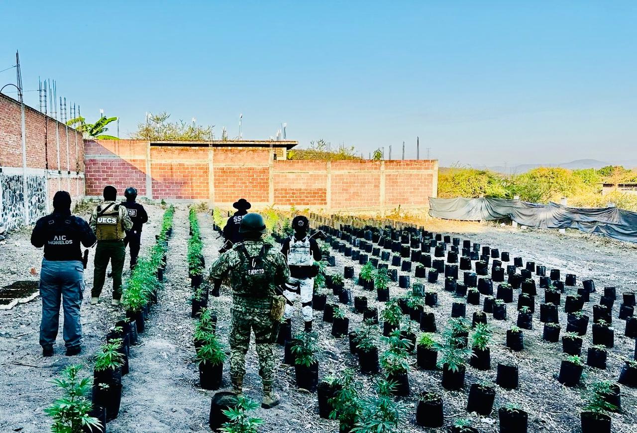 Desmantelan invernadero con más de 400 plantas de marihuana en Ayala 2 1000648047