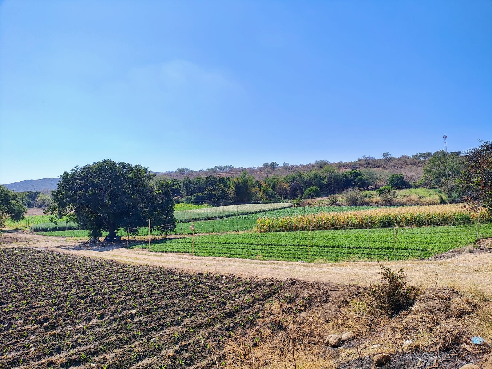 Suma esfuerzos Gobierno de Morelos "La tierra que nos une" con Coatlán del Río para impulsar sector agropecuario 2 1000663679