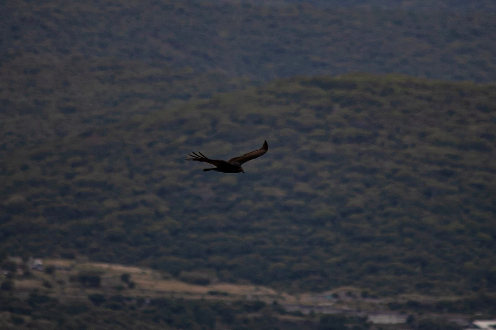 Paisajes de Xochitepec Pueblo Mágico: se recorre el cerro "La Mina" 9 1001677520