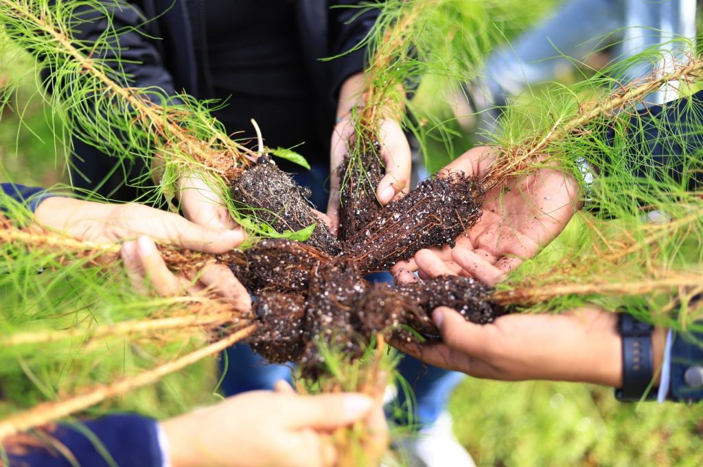 Encabeza Andy Gordillo campaña de reforestación "Un árbol un respiro" 3 img 20220815 wa00054915610960513778955