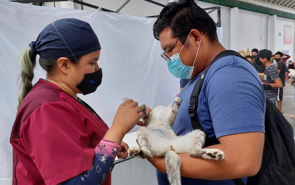Suman mil animales de compañía esterilizados en Jiutepec 1 img 20220819 wa00366916132964471930020