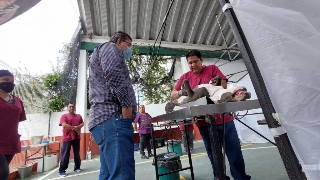 Suman mil animales de compañía esterilizados en Jiutepec 3 img 20220819 wa00398027363567558298678
