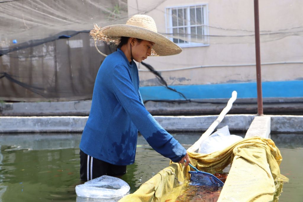 Invita gobierno de Rafael Reyes a consumir productos acuícolas de Jiutepec 1 PROD PECES