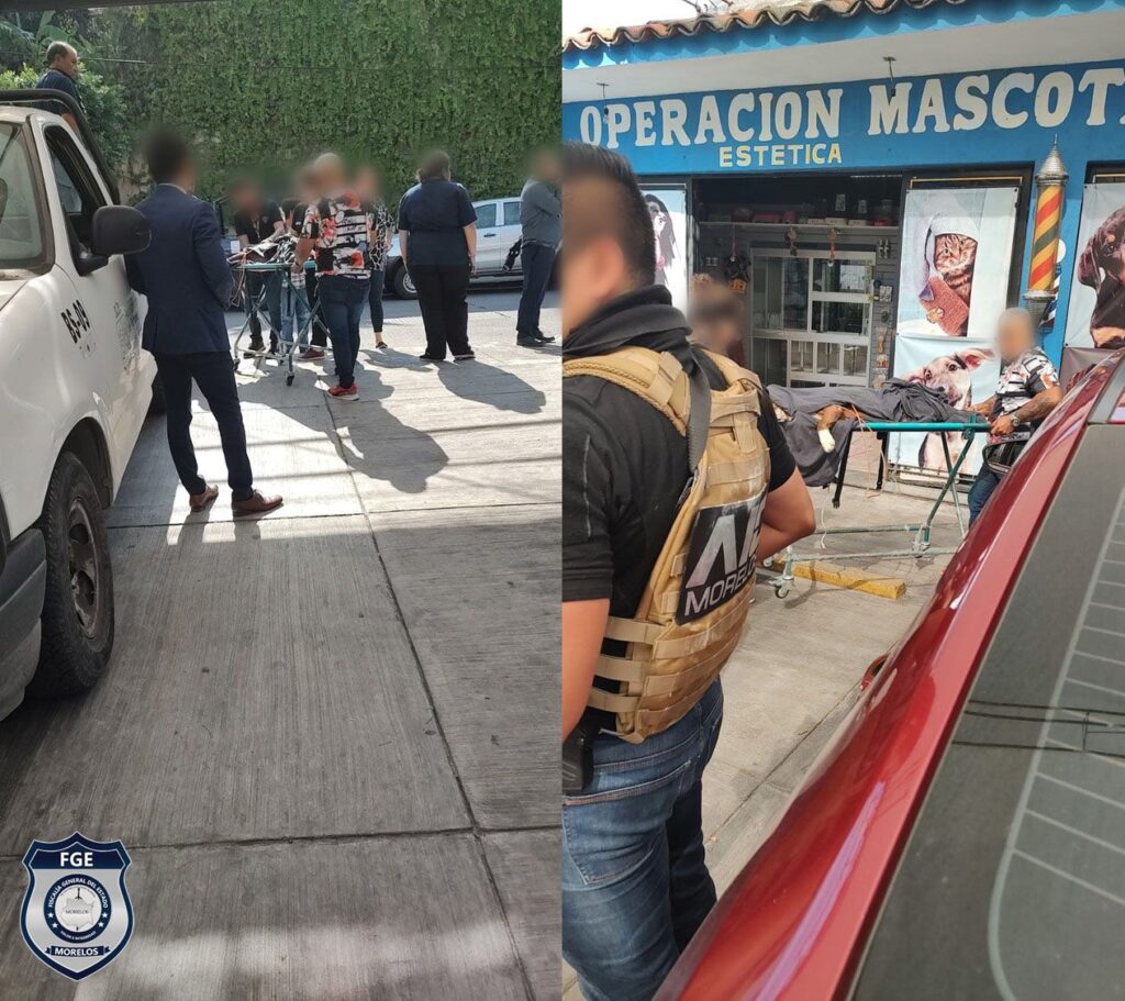 Realiza FGE cateo para asegurar a canino 1 IMG 20230912 WA0065