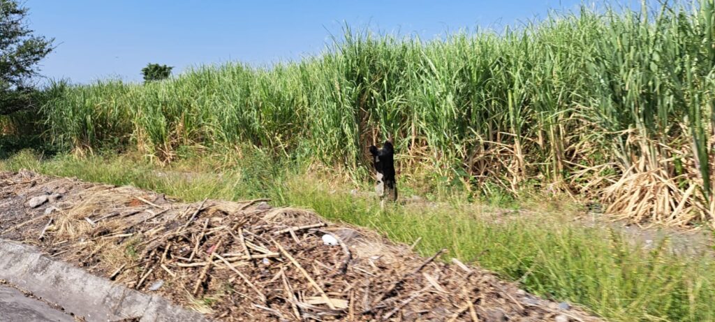 El agro morelense tiene hombres que saben trabajar la tierra; tengo experiencia y plan estratégico en la materia: Rabindranath Salazar 3 IMG 20230921 WA0007