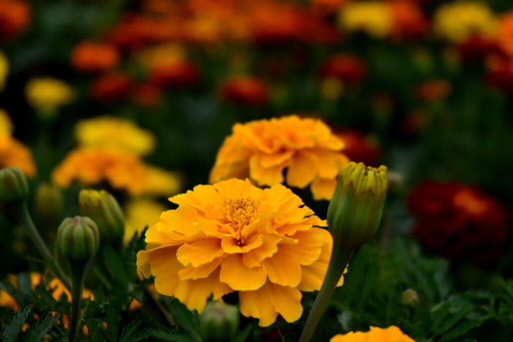 Producción de 47 mil flores de cempasúchil en Jiutepec: Alcalde Rafael Reyes 2 IMG 20231017 WA0028