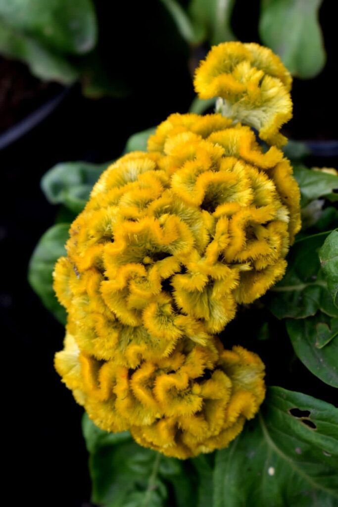 Producción de 47 mil flores de cempasúchil en Jiutepec: Alcalde Rafael Reyes 4 IMG 20231017 WA0032
