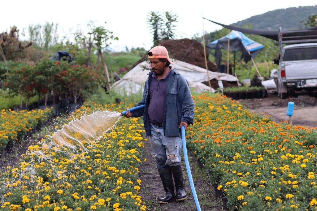 Producción de 47 mil flores de cempasúchil en Jiutepec: Alcalde Rafael Reyes 5 IMG 20231017 WA0033