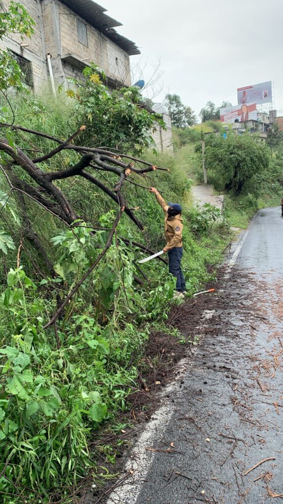 Atiende Protección Civil de Temixco caída de árbol la altura del puente del Pollo 3 IMG 20231025 WA0116