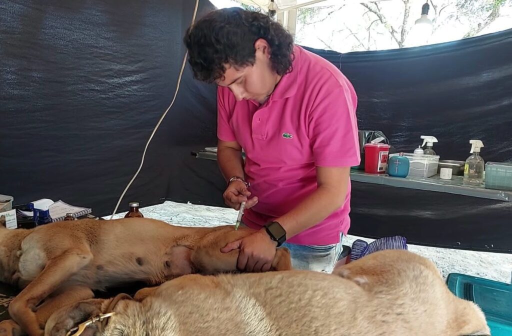 Inicia programa de esterilización de perros y gastos en Jiutepec 3 1000103872