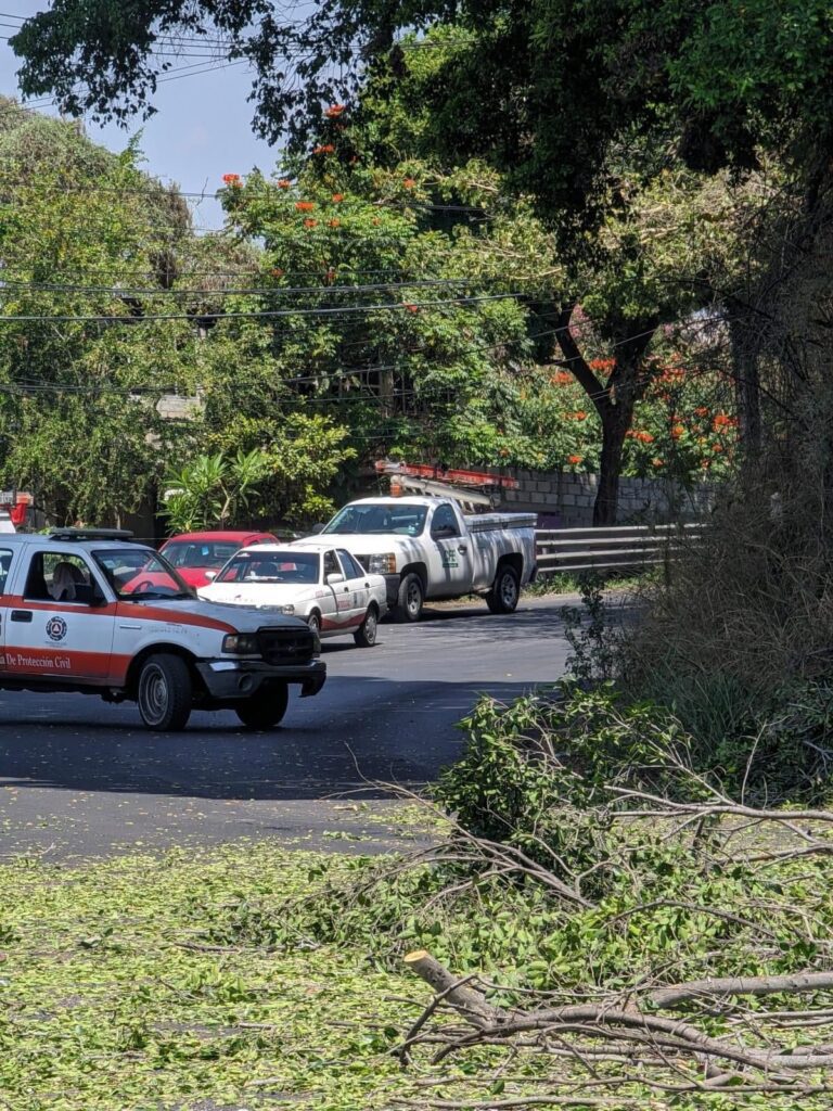 Servicios de emergencia y Ayuntamiento de Cuernavaca realizan el retiro de árbol colapsado 2 1000189302