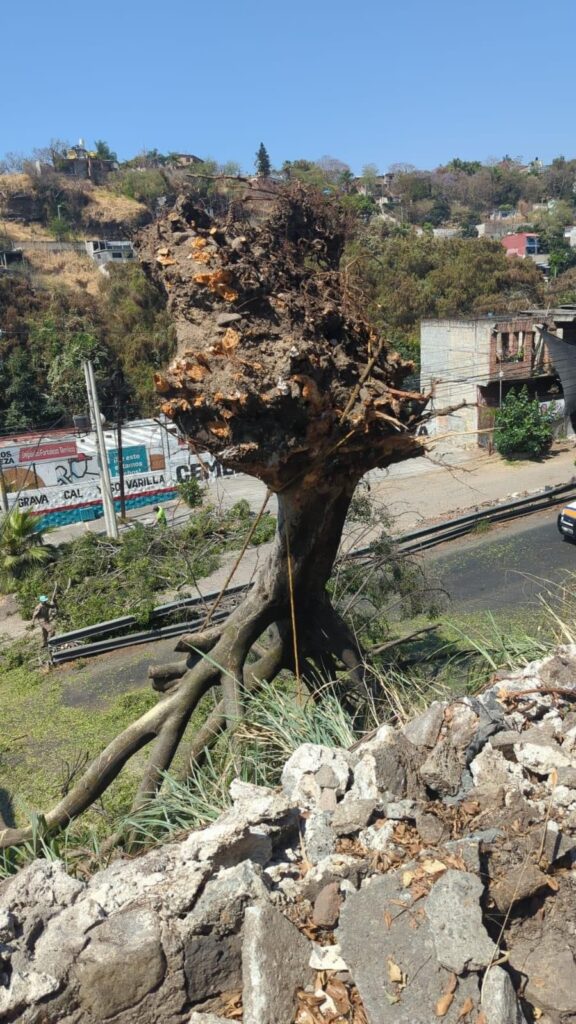 Servicios de emergencia y Ayuntamiento de Cuernavaca realizan el retiro de árbol colapsado 4 1000189304