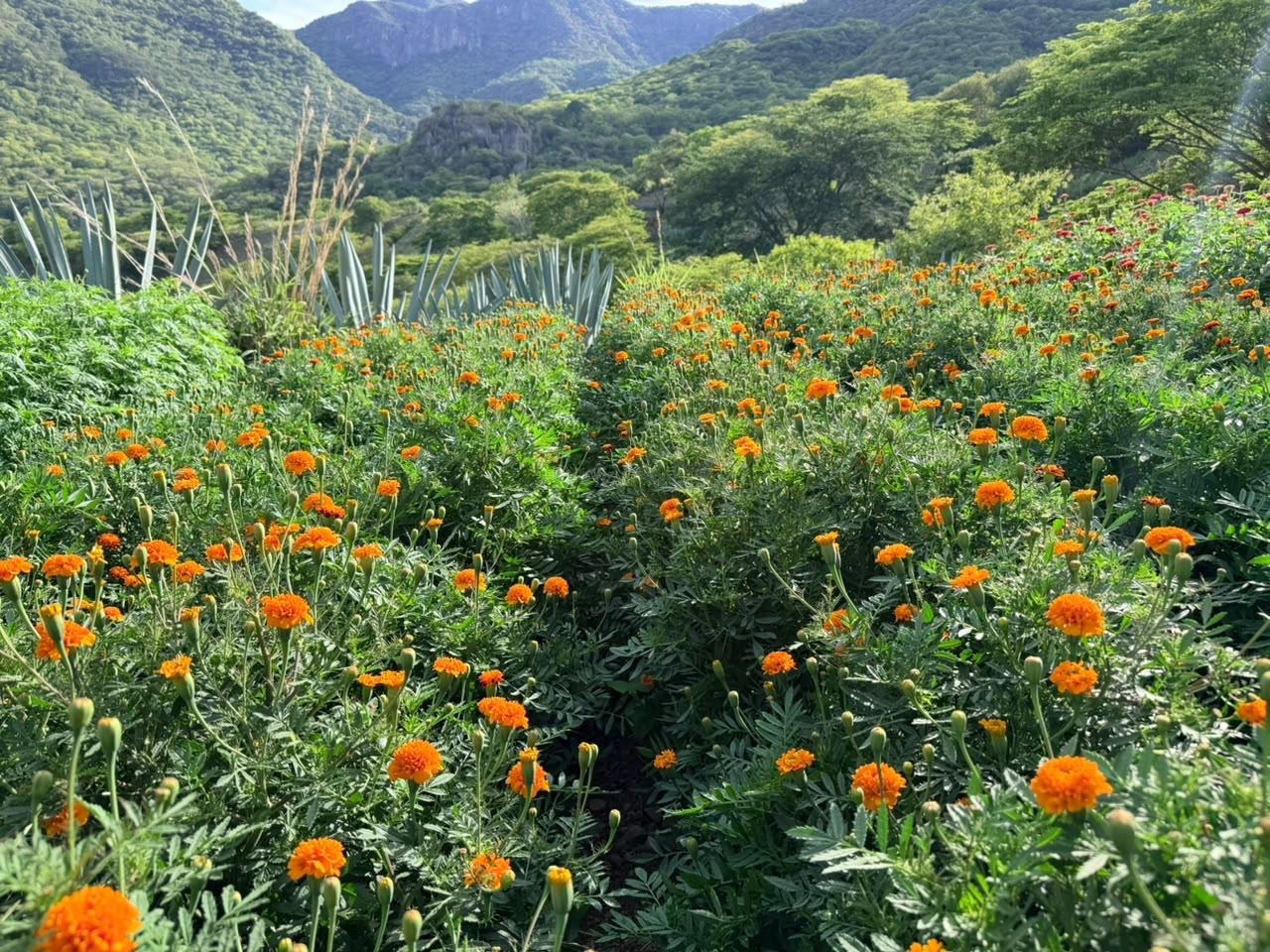 Invitan a recorrido ecoturístico entre campos de cempasúchil y girasoles en Puente de Ixtla 2 gi 1